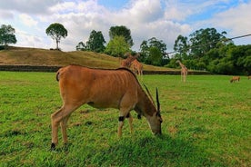 Cabarceno naturparkbesök