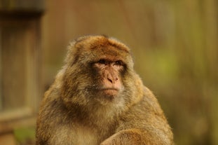 Planckendael Zoo