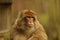 Photo of Macaque monkey in the Mechelen zoo Planckendael.