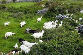 Ruoka, perintö ja kulttuurikierros Inishmore, Aran Islands. Yksityinen opastettu. 5 tuntia.