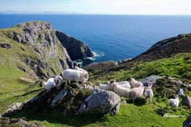 Tour privato del Ring Ring of Kerry & Skellig Ring