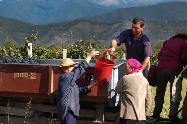 wine harvest festival in Kakheti.jpg