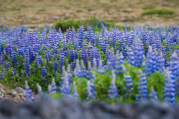 iceland-in-august-5.jpg