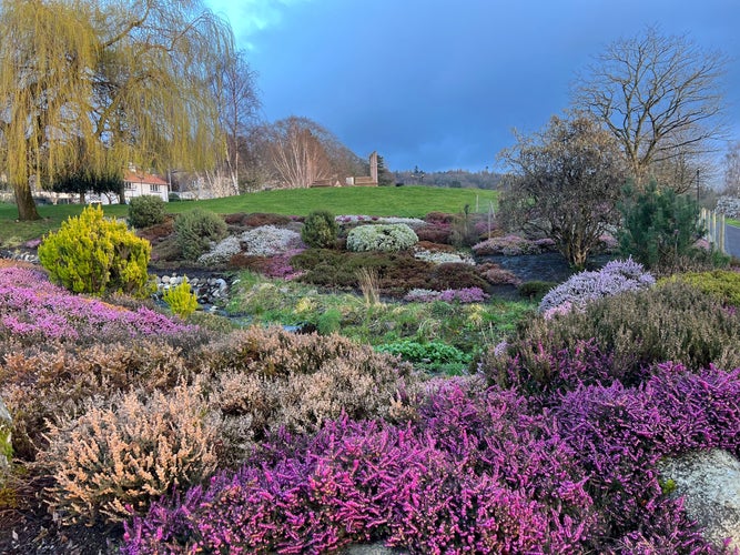 photo of view of Heathers flowering in spring in Rodney Gardens, Perth, Scotland.