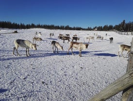 Rovaniemi Finland, panorama of the city with Kemijoki river in the back and Ounasvaara fell with the city heart at the left.