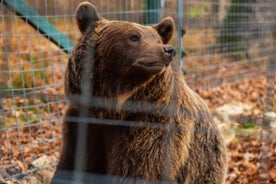 From Bucharest: Dracula's Castle & Bear Sanctuary Adventure