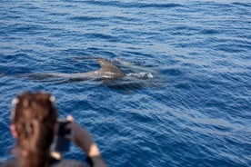 Royal Dolphin Whale watching excursion