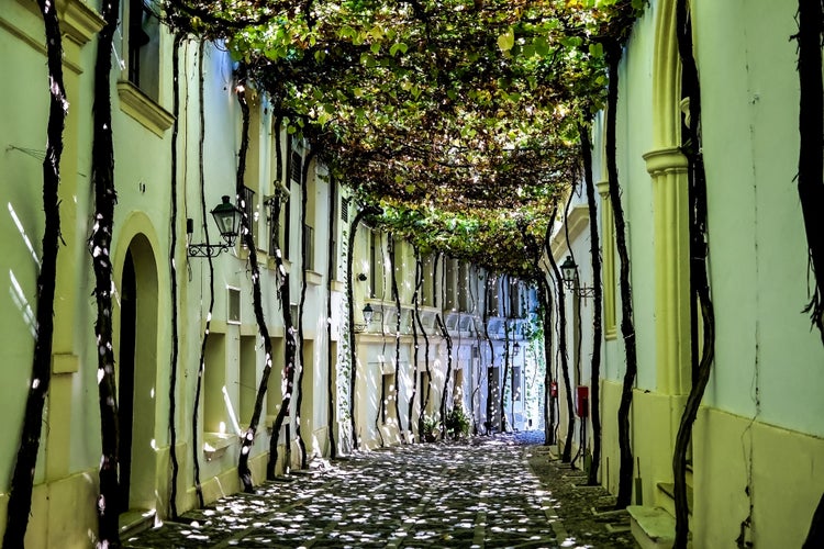 Photo of sunny Bunnyes on the street covered by grape leaves, Jerez de la Frontera, Spain.