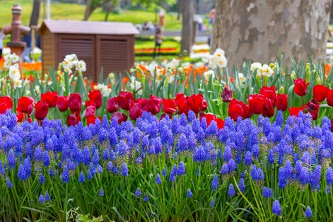 Tulip festival is celebrated with enthusiasm every year in Gülhane Park.