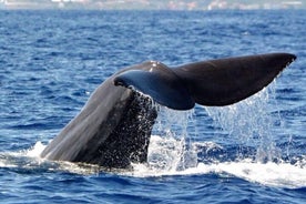 Hval og Dolphin Watching Tour fra Funchal