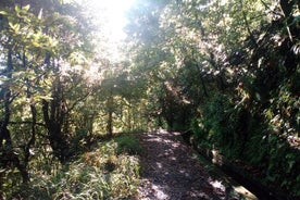 Caminhada guiada particular na Levada do Rei e Floresta do Louro