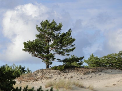 Sand Dunes in Słowiański National Park