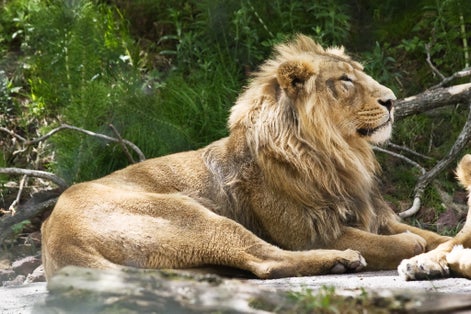 Photo of Indian lion in the Zurich zoo, Switzerland.