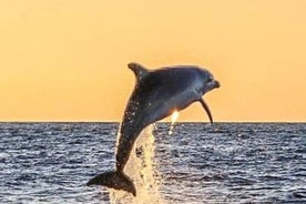 Paseo romántico en barco con avistamiento de delfines