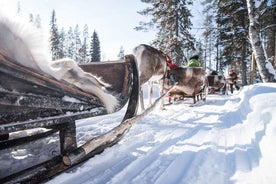 Kuusamo: Reindeer Sleigh Ride