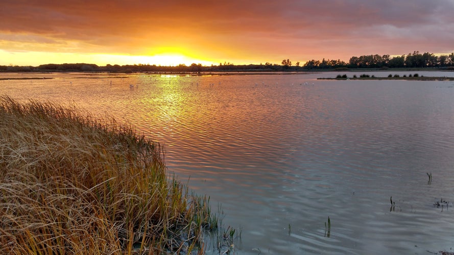 photo of view of Marsh Madre de las Marismas de El Rocío, Doñana National Park, Almonte, Huelva province, Spain