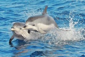 Morro Jable: 2 ore di avvistamento di delfini e balene magiche con bevande e sosta per nuotare.