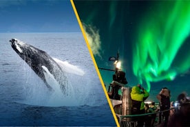 Iceland Super Saver: Northern Lights Cruise plus Whale-Watching Tour from Reykjavik