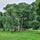 "Bolko" Oak Tree, gmina Ruda-Huta, Chełm County, Lublin Voivodeship, Poland