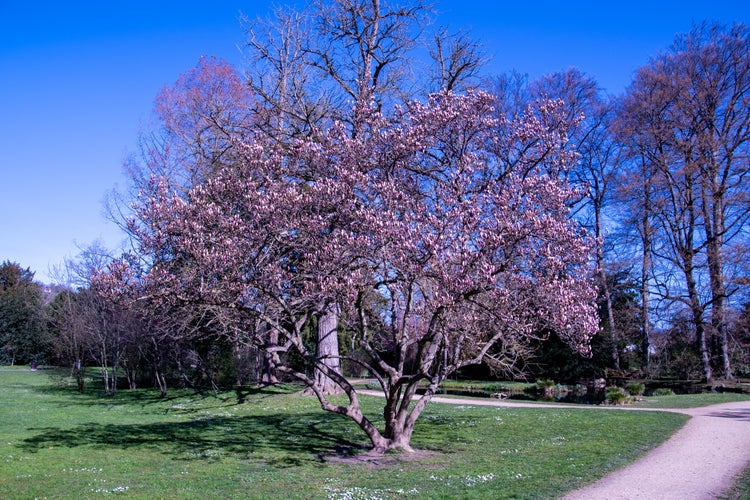 Photo of Blossoming Magnolias in early spring, Riehen, Switzerland.