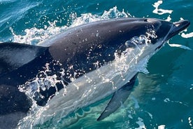 Sesimbra Observation of Dolphins with Biologist in Marine Park