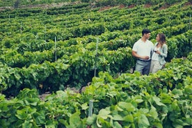 Tour Enogastronômico - 4 horas em Tenerife