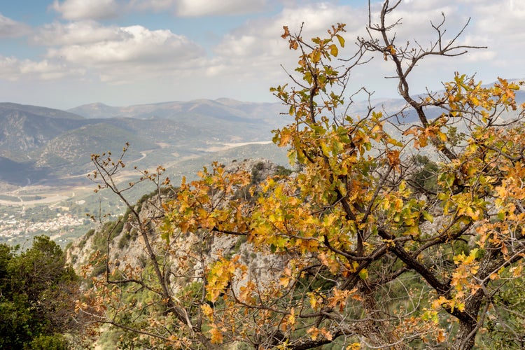 autumn in greece.jpg