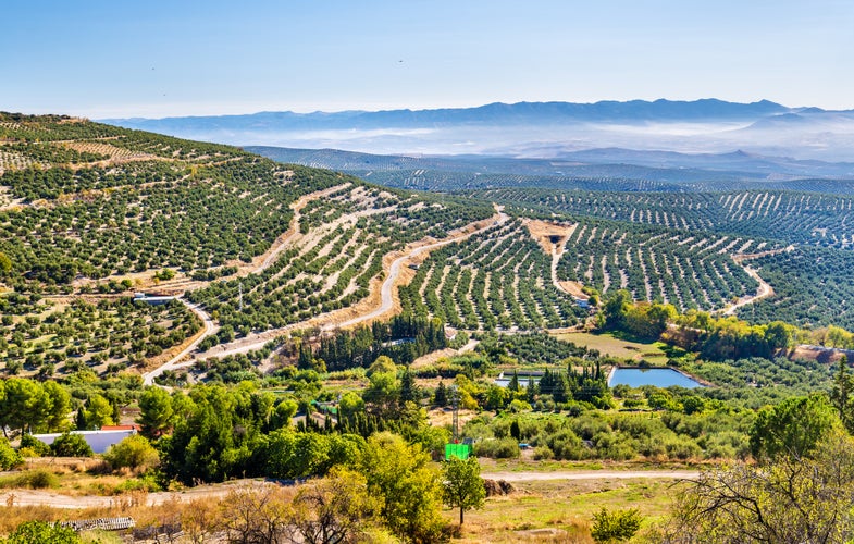 Landscape with olive fields near Ubeda - Spain, Andalusia