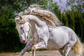 Cours de photographie équestre