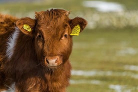 Visite de la ferme d'Errichel