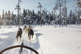 Santa's Husky Rides, 2.5km Husky ride at the Santa Claus Village