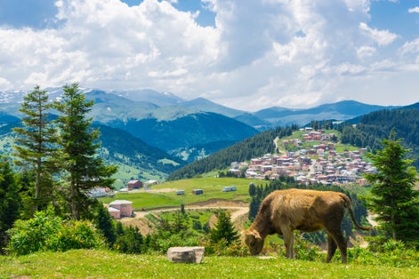 Photo of beautiful pine trees on background high mountains, Kumbet highlands ,Giresun, Turkey.