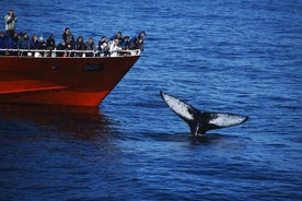 Observation des baleines classique au départ de Reykjavik