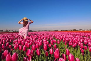 Best Time To Visit the Netherlands