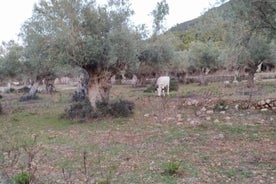 Valldemossa lookouts and S'Estaca