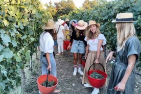 Harvest with Crushing and Picnic among olive trees and vineyards