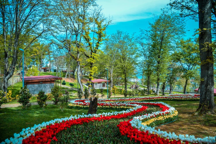 Photo of colorful Tulips in Trabzon Botanic Park.