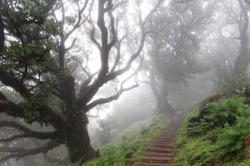 Fanal -Floresta Encantada Serviço Privado