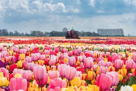 Tour panoramico dei giardini Keukenhof saltafila da Amsterdam