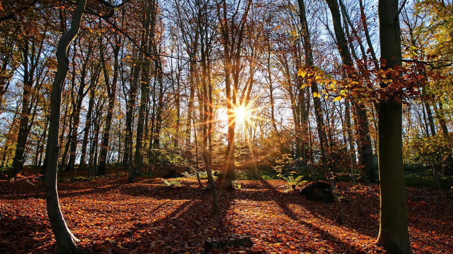 Panoramic view into atmospheric empty german beech tree wood forest in autumn colors, backlight from bright evening sun, lens flare effect, Germany - Süchtelner Höhen, Viersen