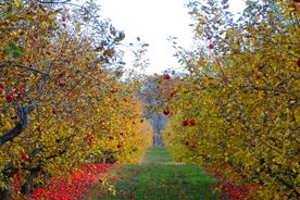 Halve dag Normandische kaas- en cidertour 1-2 passagiers