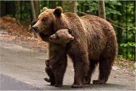 一日游Bear Sanctuary，德古拉城堡，拉斯诺夫堡垒从布拉索夫