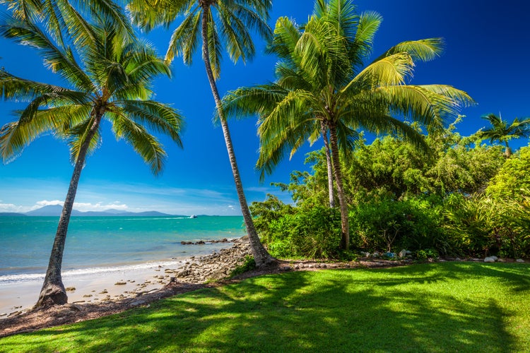 Photo of Rex Smeal Park in Port Douglas with tropical palm trees and beach.