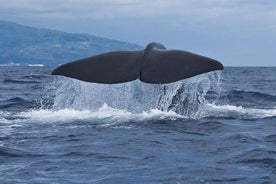 Hval- og delfinsafaritur på Pico Island