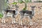 Photo of fallow deer in Obora Holedna park, Brno, Czech Republic.