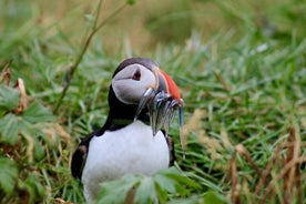 Klassinen Puffin-katseluristeily Reykjavikin keskustasta