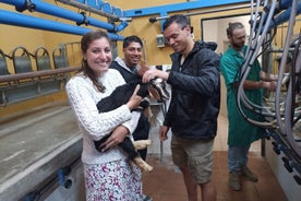  Visite en voiture privée de la ferme des animaux de Tenerife. Fromage et vin des Canaries