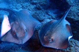 Découvrez la plongée sous-marine - Essayez-le pour la première fois!