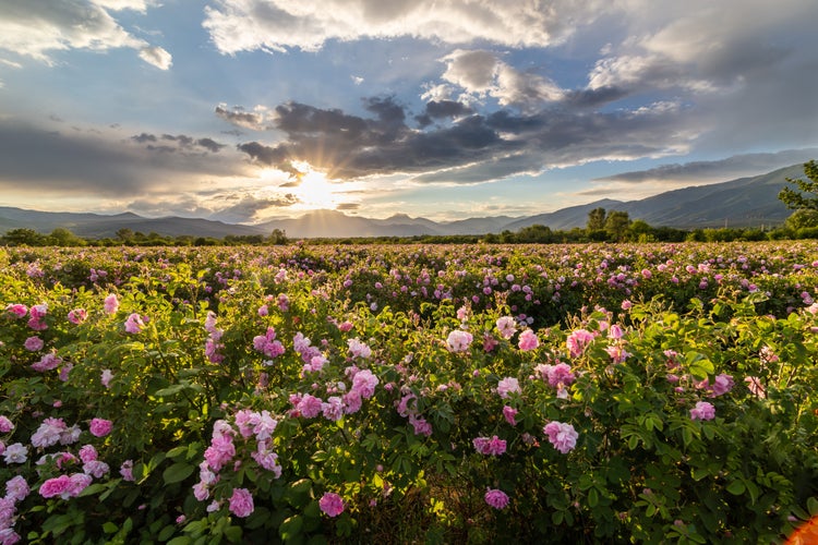 Amazing sunset over the pink rose valley in Bulgaria.jpg