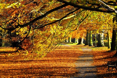 Photo of Autumn landscape with colourful forest, fallen leaves on the grass in Mote Park, Maidstone, England.